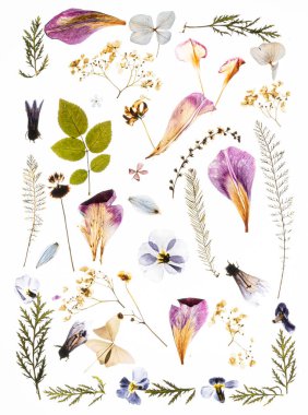 Beyaz arka planda kurumuş çiçekler