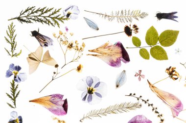 Beyaz arka planda kurumuş çiçekler