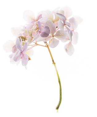 Beyaz arkaplanda pembe ortanca