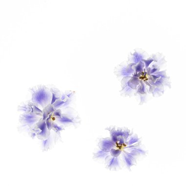 Beyaz arkaplanda mavi menekşe