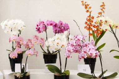 Güzel orkide, kapat.