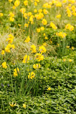 Bahar bahçesinde parlak çiçekler