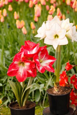 Bahar bahçesinde parlak çiçekler