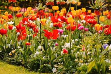 Bahar bahçesinde parlak çiçekler