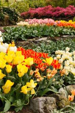 Bahar bahçesinde parlak çiçekler