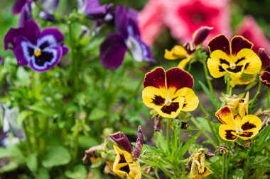 Bahçedeki viyola çiçekleri