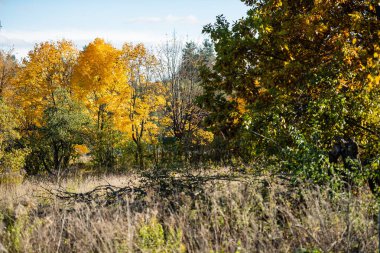 autumn landscape with dried grass