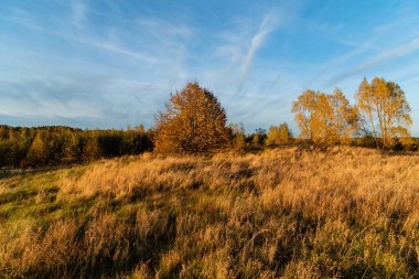 autumn landscape with dried grass