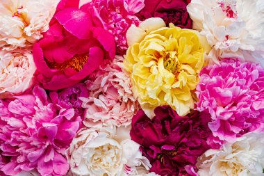 Pembe arka planda renkli şakayıklar