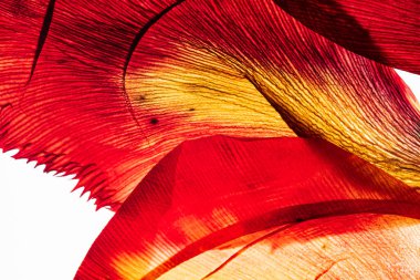 Beyaz arkaplanda çiçekler