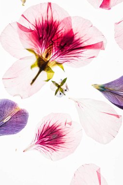 Beyaz arkaplanda çiçekler