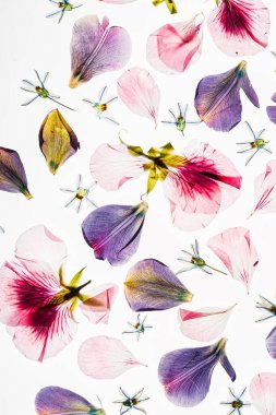 Beyaz arkaplanda çiçekler