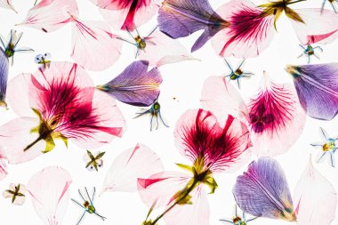 Beyaz arkaplanda çiçekler