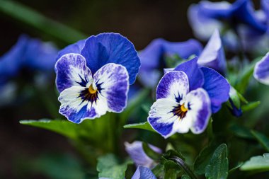 Bahçedeki viyola çiçekleri