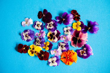 Mavi arka planda güzel çiçekler