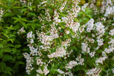 Deutzia Plant in the Garden