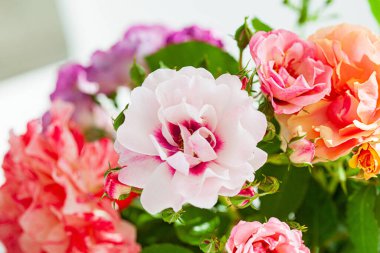 Vazodaki renkli güller