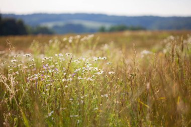 Yaz alan mavi çiçekli