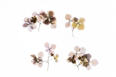 Beyaz arkaplanda kuru çiçekler
