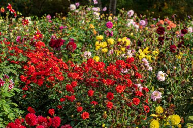 Sonbahar bahçesinde yıldız çiçekleri