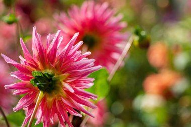 Sonbahar bahçesinde yıldız çiçekleri