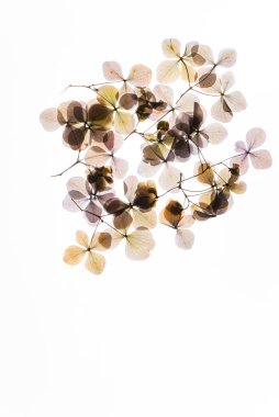 Beyaz arkaplanda kuru çiçekler