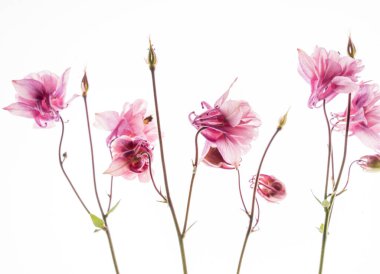 Beyaz arka planda aquilegia çiçeği