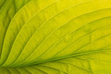 Teh beyaz üzerinde yeşil yaprak izole