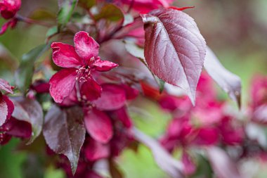 Dekoratif kırmızı elma çiçeği. Yakın plan.