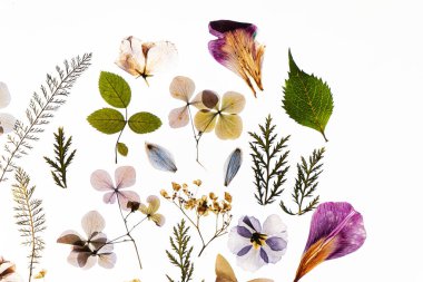 Beyaz arkaplanda kuru çiçekler