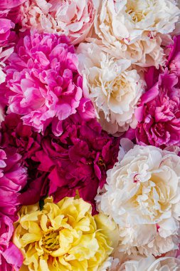 Pembe arka planda renkli şakayıklar