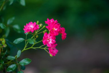 Bahçedeki gül çiçekleri