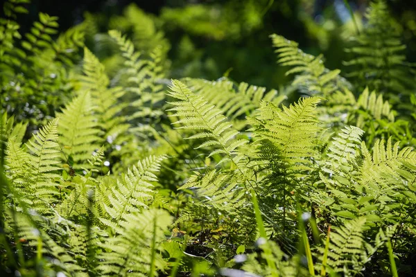 Ormbunke Sommarträdgården — Stockfoto