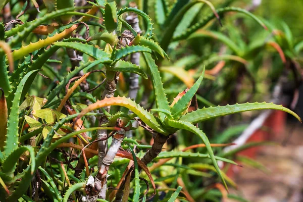 Zamknij Aloe Vera Roślin Garnki Świeżym Powietrzu — Zdjęcie stockowe