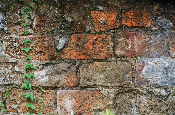 Oude Middeleeuwse Muur Bedekt Met Klimop — Stockfoto