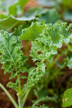 Bahçede taze lahana