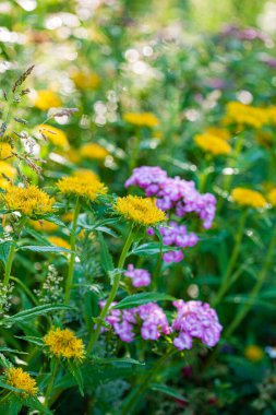 Bahçedeki güzel bitkiler.