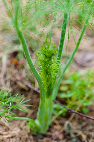 Jeune Fenouil Dans Jardin — Photo