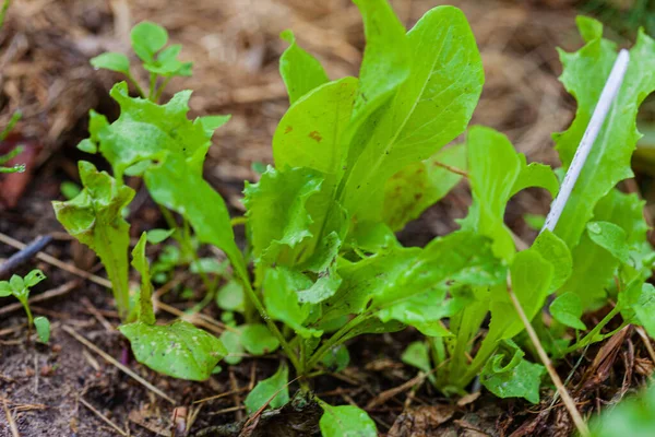 Salad Mix Garden — Stock Photo, Image