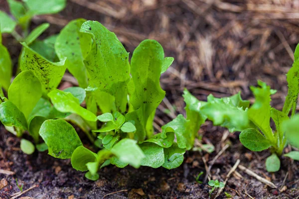 Salad Mix Garden — Stock Photo, Image