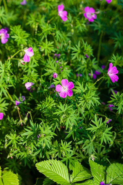 Bonitas Plantas Jardín —  Fotos de Stock