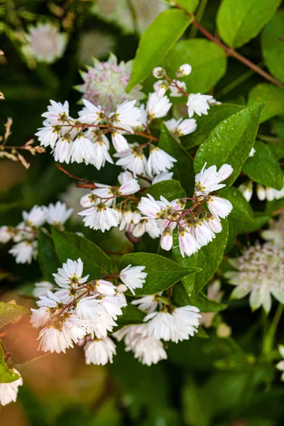 Plantas Agradáveis Jardim — Fotografia de Stock