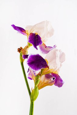 İris beyazda izole edilmiş.