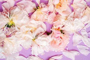 Renk arkaplanda şakayık yaprakları