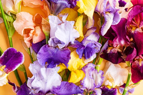 Irises Den Färgglada Bakgrunden — Stockfoto