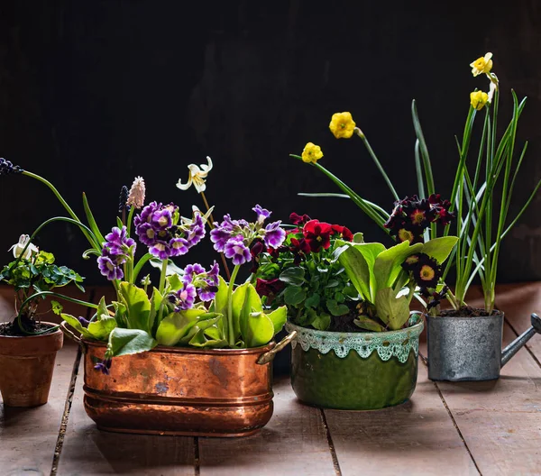 Jarní Květiny Květináčích — Stock fotografie