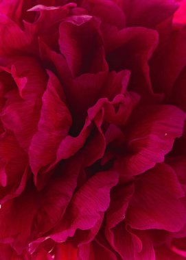 Vazoda taze şakayık