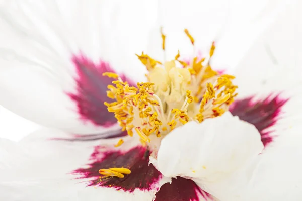 Pivoine Fraîche Dans Vase — Photo