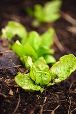 Bahçede organik salata
