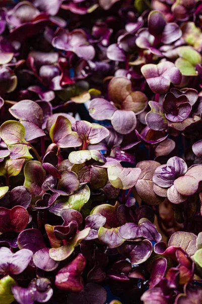 Radish Microgreen Box — Stock Photo, Image